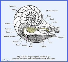 Attēlu rezultāti vaicājumam “Mollusca”