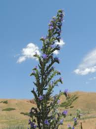 Attēlu rezultāti vaicājumam “Echium vulgare bud”