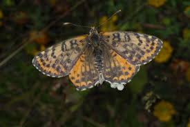 Attēlu rezultāti vaicājumam “Melitaea didyma”