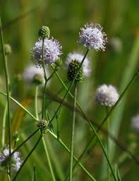 Image result for Succisella inflexa