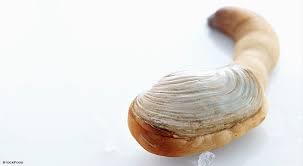 Image result for geoduck