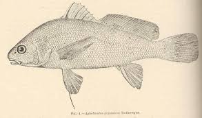 Image result for Aplodinotus grunniens