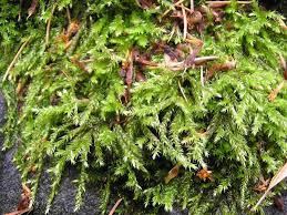 Attēlu rezultāti vaicājumam “Brachythecium rutabulum”