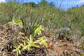 Attēlu rezultāti vaicājumam “Pinguicula vulgaris leaf”