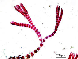 Attēlu rezultāti vaicājumam “Ceramium sp.”