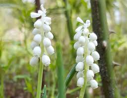 Attēlu rezultāti vaicājumam “Muscari botryoides flower”