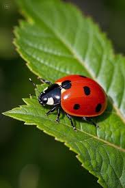 Attēlu rezultāti vaicājumam “Licea chelonoides macro”