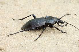 Attēlu rezultāti vaicājumam “Carabus hortensis”