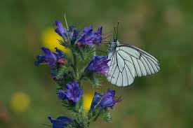 Attēlu rezultāti vaicājumam “Aporia crataegi upperside”