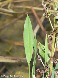 Attēlu rezultāti vaicājumam “Alisma lanceolatum leaf”
