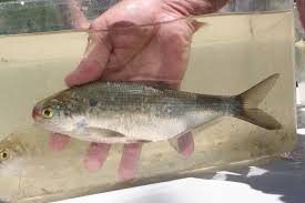 Image result for Dorosoma cepedianum