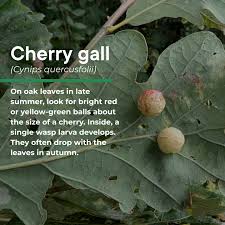 Attēlu rezultāti vaicājumam “Cynips quercusfolii”