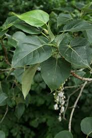 Attēlu rezultāti vaicājumam “Populus x gileadensis”