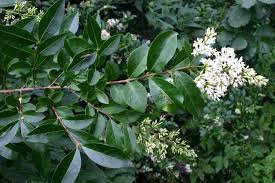 Attēlu rezultāti vaicājumam “Ligustrum vulgare”