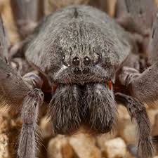 Image result for spider