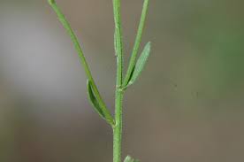 Attēlu rezultāti vaicājumam “Erigeron annuus leaf”
