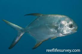 Image result for Trachinotus falcatus