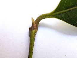 Attēlu rezultāti vaicājumam “Diachea subsessilis stalked”