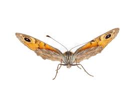 Attēlu rezultāti vaicājumam “Lasiommata megera female”