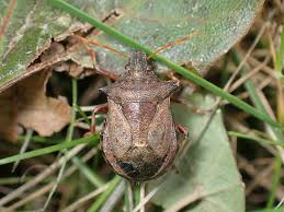 Attēlu rezultāti vaicājumam “Picromerus bidens”