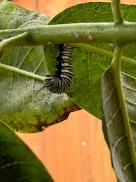 Image result for monarch caterpillar