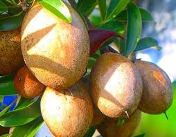 Attēlu rezultāti vaicājumam “Scirpus sylvaticus fruit”
