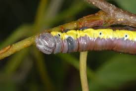 Attēlu rezultāti vaicājumam “Pheosia gnoma male”