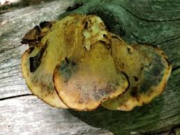 Attēlu rezultāti vaicājumam “Buglossoporus quercinus”