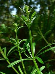 Image result for Galium aparine
