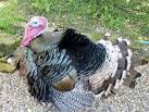 TR0050 : American turkey at - via Daymix