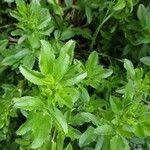 Attēlu rezultāti vaicājumam “Ononis arvensis leaf”