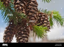 Attēlu rezultāti vaicājumam “Pinus ponderosa fruit”