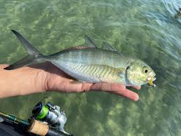 Image result for Caranx crysos