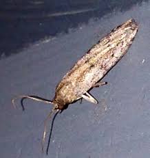 Attēlu rezultāti vaicājumam “Tineidae”