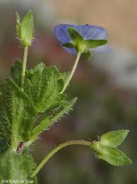 Attēlu rezultāti vaicājumam “Veronica persica flower”