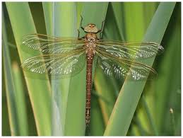 Attēlu rezultāti vaicājumam “Aeshna grandis”