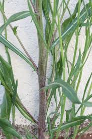 Attēlu rezultāti vaicājumam “Crepis tectorum fruit”
