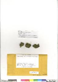 Attēlu rezultāti vaicājumam “Pohlia proligera”