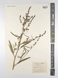 Attēlu rezultāti vaicājumam “Atriplex littoralis leaf”