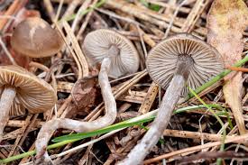 Attēlu rezultāti vaicājumam “Barbeyella minutissima macro”