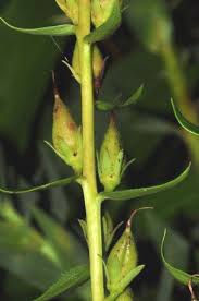 Image result for Digitalis lutea