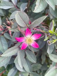 Attēlu rezultāti vaicājumam “Rosa glauca flower”
