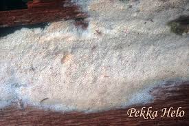 Attēlu rezultāti vaicājumam “Sidera lenis”