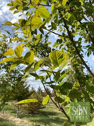 Attēlu rezultāti vaicājumam “Cladrastis kentukea leaf”
