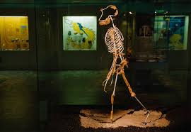 Image result for lucy