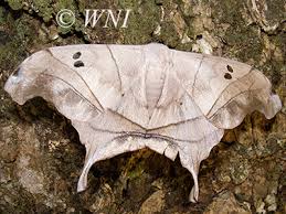 Attēlu rezultāti vaicājumam “Saturniidae”