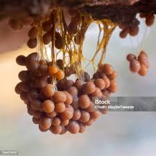 Attēlu rezultāti vaicājumam “Badhamia utricularis plasmodium”