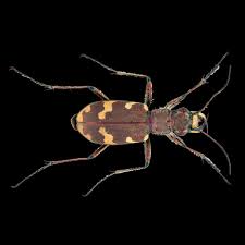 Attēlu rezultāti vaicājumam “Cicindela hybrida”