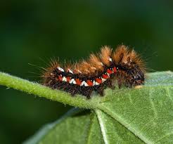 Attēlu rezultāti vaicājumam “Acronicta rumicis larva”