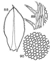 Attēlu rezultāti vaicājumam “Plagiomnium undulatum sporophyte”